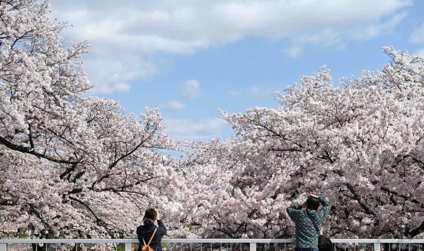 Chasing Cherry Blossoms – A Guide to Sakura Season in Japan