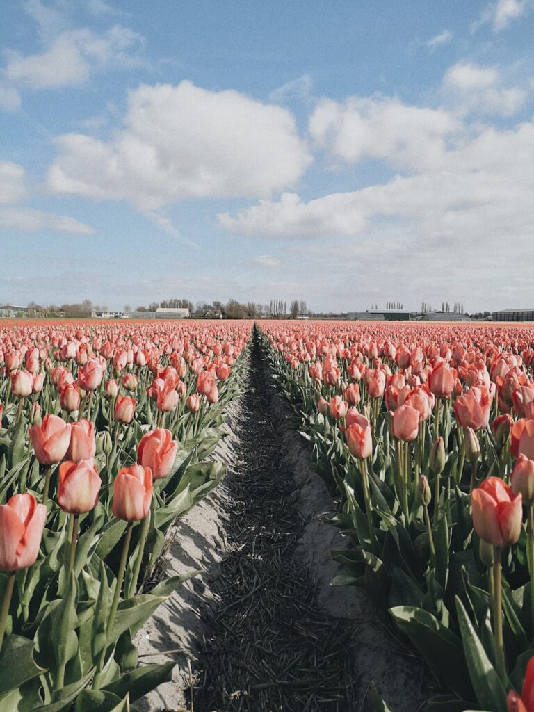 Photo by Miska Sage - Best Travel and Cruise New Zealand a field full of pink tulips under a blue sky