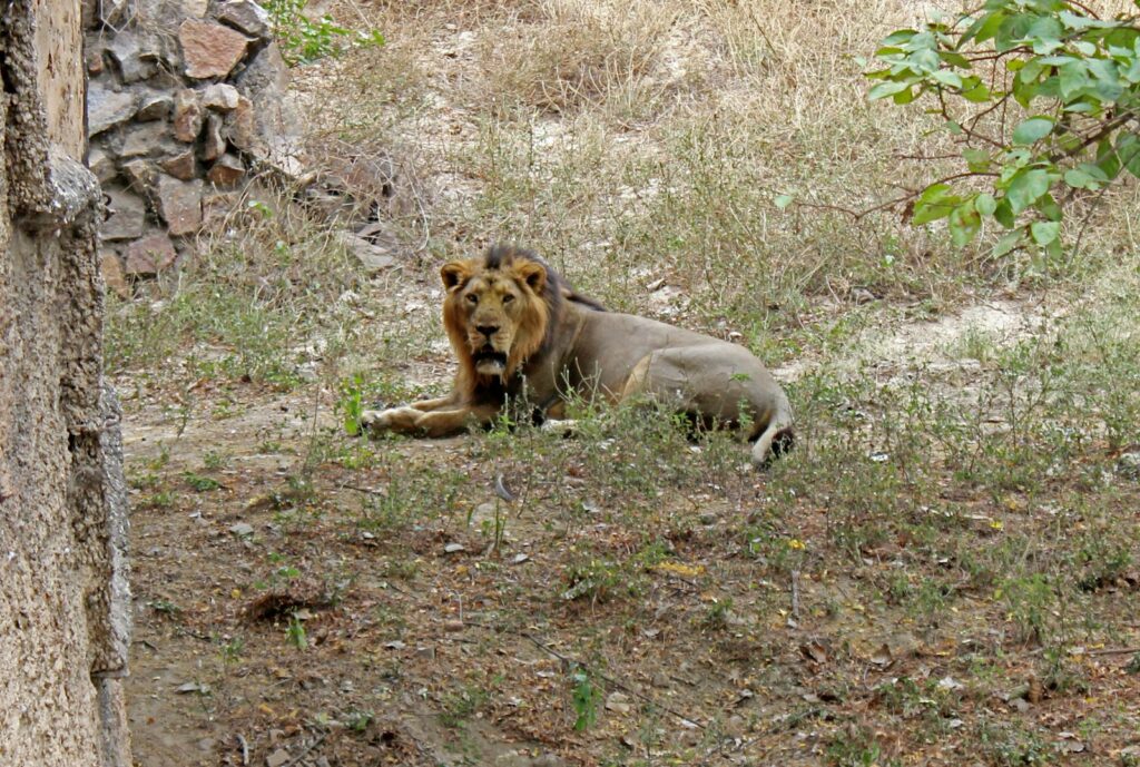 Gir National Park