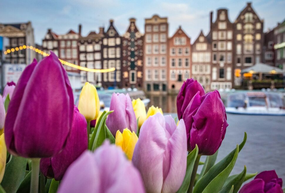 tulip amsterdam