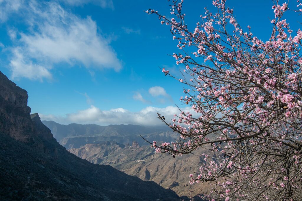 Photo by Natalia Gusakova - Best Travel and Cruise New Zealand A tree with pink flowers in the foreground and mountains in the background