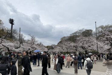 Cherry Blossoms Japan