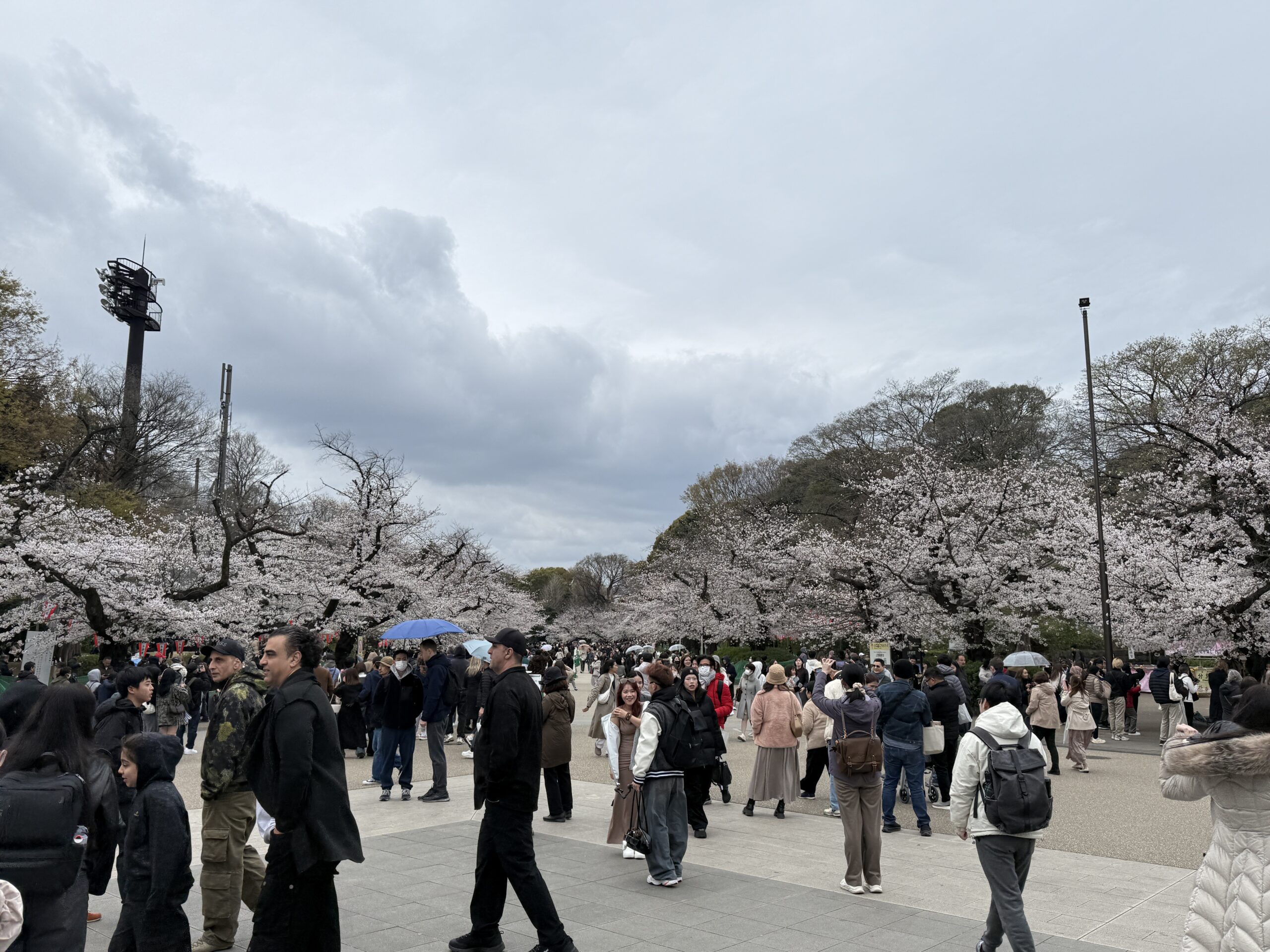 Cherry Blossoms Japan - Best Travel and Cruise New Zealand Cherry Blossoms Japan